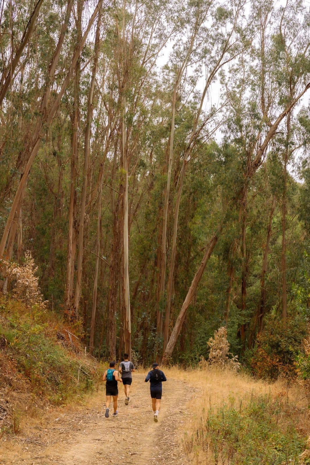 Iron Horse Run Club members during the Lake Chabot Loop